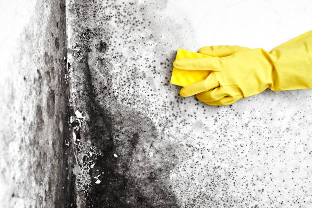 Trusted Park Hill, OK Mold Remediation Experts