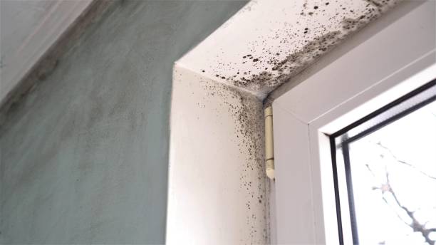 Best Health and Safety Mold Remediation in Park Hill, OK