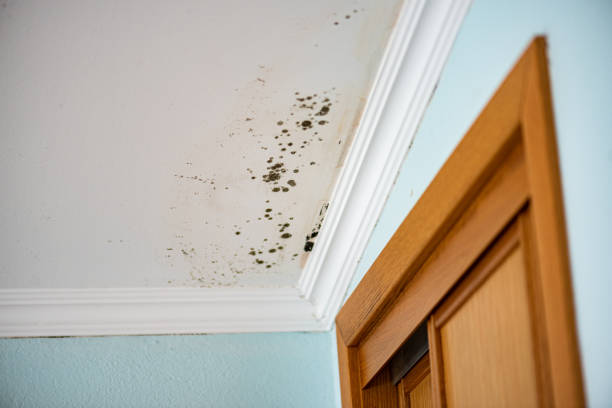 Best Basement Mold Remediation in Park Hill, OK