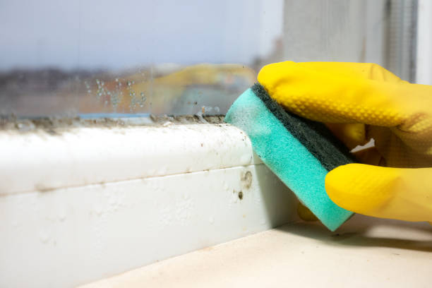 Best Emergency Mold Remediation in Park Hill, OK