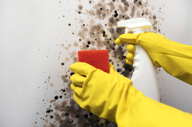 Best Kitchen Mold Remediation in Park Hill, OK