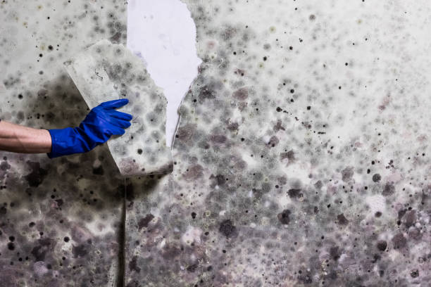 Best Bathroom Mold Remediation in Park Hill, OK