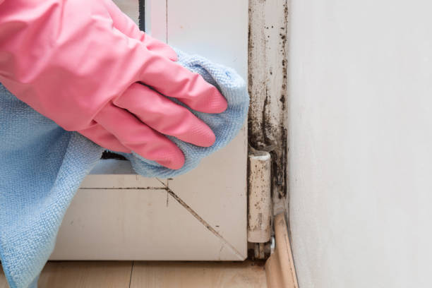 Best Attic Mold Remediation in Park Hill, OK
