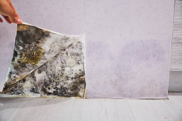 Best Black Mold Remediation in Park Hill, OK